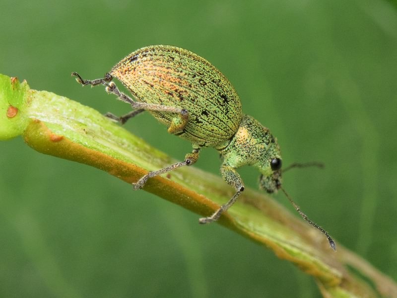 Eusomus ovulum Germar, 1824